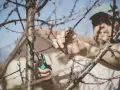 Mężczyzna przycina gałęzie drzewa owocowego. Wiosna to idealny czas na cięcie drzew owocowych, by zapewnić obfite plony.