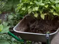 Hortensja z bryłą korzeniową w taczce, gotowa do przesadzania.