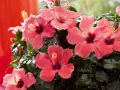 Piękny, kwitnący hibiskus w doniczce, z licznymi, łososiowymi kwiatami i ciemnozielonymi liśćmi.
