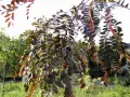 Gałęzie gleditsia triacanthos z ciemnymi liśćmi, niektóre z czerwonymi przebarwieniami, na tle jasnego nieba i zieleni.