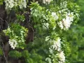 Gałęzie robinia biała obsypane białymi kwiatami i zielonymi liśćmi.