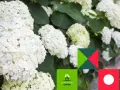 Piękna hortensja drzewiasta z obfitymi, białymi kwiatostanami. Jej puszyste kule dodają uroku każdemu ogrodowi.