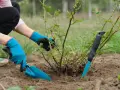 Ręce w niebieskich rękawiczkach wykonują przesadzanie róż. Jedna ręka trzyma łopatkę, druga delikatnie przytrzymuje krzew.