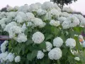 Krzew pełen białych, kulistych kwiatów, typowych dla odmiany hortensji anabelle.