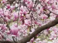Kwiaty magnolii przed domem, delikatne płatki w odcieniach różu i bieli tworzą wiosenną dekorację.
