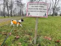 Czy pies może sikać na trawniku? Sprawdź skutki i zasady.