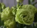 Czy eustoma zimuje w gruncie? Sprawdź, co musisz wiedzieć!