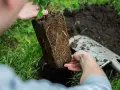 Sadzenie agrestu: ręce trzymają bryłę korzeniową młodej rośliny, gotową do umieszczenia w ziemi. Idealny czas na sadzenie agrestu to wiosna lub jesień.