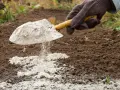 Rękawica z łopatką rozsypuje biały dolomit na ziemi. Kiedyś trawnik będzie tu piękny.