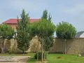 Kilka młodych drzewek piniowych rośnie przed kamiennym murem.