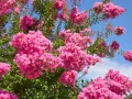 Krzew lagerstroemia w pełnym rozkwicie, z bujnymi, różowymi kwiatostanami na tle błękitnego nieba.
