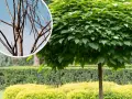 Katalpa przycinanie: zimowy widok nagich gałęzi i letnia, bujna korona.