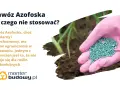 Różowa rękawica trzyma nawóz Azofoska. Dowiedz się, do czego nie stosować tego popularnego nawozu, zwłaszcza przy roślinach kwasolubnych.