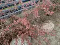 Czerwone owoce berberysu na tle szarego płotu. Kiedy przycinać berberysy? Najlepiej po kwitnieniu lub jesienią, by cieszyć się ich ozdobnymi owocami.