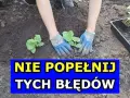 Jak uprawiać ogórki w gruncie – unikaj najczęstszych błędów i chorób