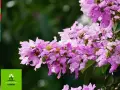 Lagerstroemia indyjska, znana jako najdłużej kwitnący krzew, zachwyca fioletowymi kwiatami.