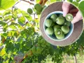 Kiwi drzewo obfituje w małe, zielone owoce. W miseczce widać zebrane kiwi, jedno przekrojone ukazuje czerwone nasionka.