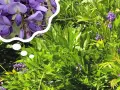 Piękne, fioletowe kwiaty wisterii w chmurce myśli, przypominają o tym, kiedy kwitnie wisteria.