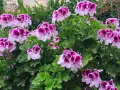 Kwitnące pelargonie, które wyglądają jakby były odżywione domowym nawozem.