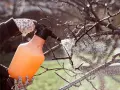 Rękawiczki w kwiaty i pomarańczowy opryskiwacz. Kiedy pryskać czereśnie miedzianem? Wczesną wiosną, na nagie pędy, by chronić przed chorobami.