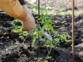 Ręce podwiązują młody pomidor do palika w gruncie. Pokazano, jak podwiązać pomidory w gruncie, aby rosły prosto.