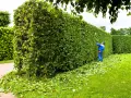 Ogrodnik przycina żywopłot z ligustru, pokazując, jak szybko rośnie. Ścięte liście leżą na trawie.