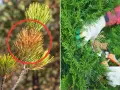 Jak uratować brązowe iglaki? Przycinanie uszkodzonych gałązek to pierwszy krok.