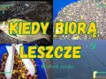 Kiedy na leszcza z gruntu? Odkryj najlepsze miesiące na łowienie