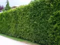 Gęsty, zielony żywopłot z tuj tworzy naturalną barierę.