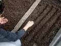 Kiedy siać marchew do gruntu, aby uniknąć nieudanych zbiorów