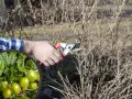 Wczesnowiosenne przycinanie agrestu. Dłoń z sekatorem usuwa suche gałązki, by zapewnić obfite plony zielonych owoców.