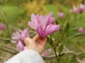 Delikatna dłoń dotyka różowej magnolii. Wiosna to idealny czas, kiedy sadzić magnolie, by cieszyć się ich pięknem.