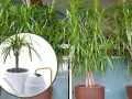 Dracena potrzebuje regularnego podlewania. Na zdjęciu widać, jak dbać o tę roślinę, by pięknie rosła.