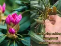 Dwa ujęcia rododendronu: jeden z pąkami różowych kwiatów, drugi z uschniętymi kwiatostanami, sugerujący, że rododendron nie kwitnie.