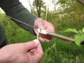 Ręce wykonują szczepienie drzew owocowych, łącząc gałązkę z podkładką i owijając ją słomką.
