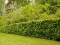 Gęsty, zielony żywopłot z buka tworzy naturalną barierę dla kwitnących drzew i bujnej zieleni w ogrodzie.