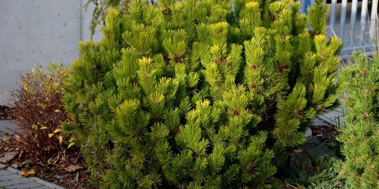 Gęsty krzew sosny odmiany Pinus mugo 'Mops' z licznymi szyszkami, otoczony korą i kamieniami.