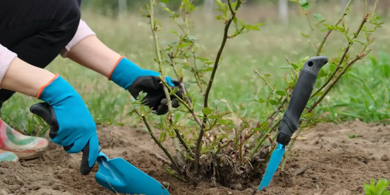 Ręce w niebieskich rękawiczkach wykonują przesadzanie róż. Jedna ręka trzyma łopatkę, druga delikatnie przytrzymuje krzew.