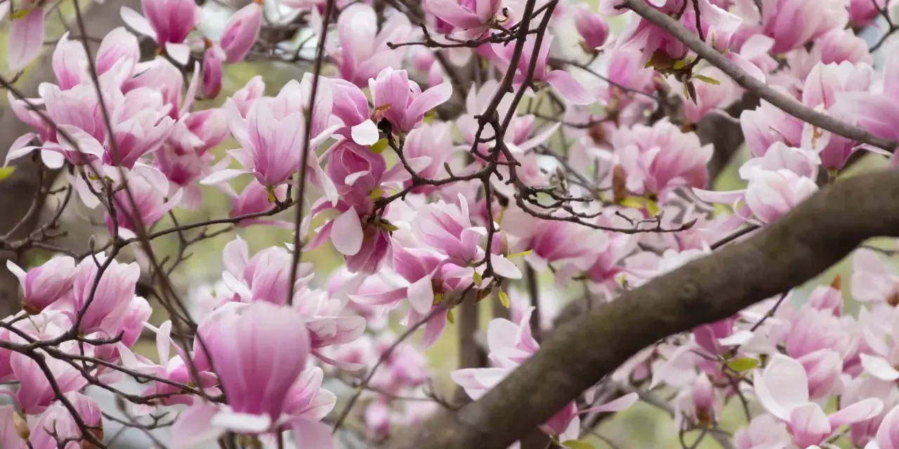 Kwiaty magnolii przed domem, delikatne płatki w odcieniach różu i bieli tworzą wiosenną dekorację.