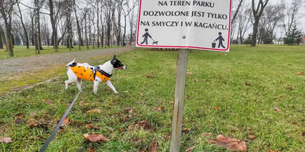 Czy pies może sikać na trawniku? Sprawdź skutki i zasady.