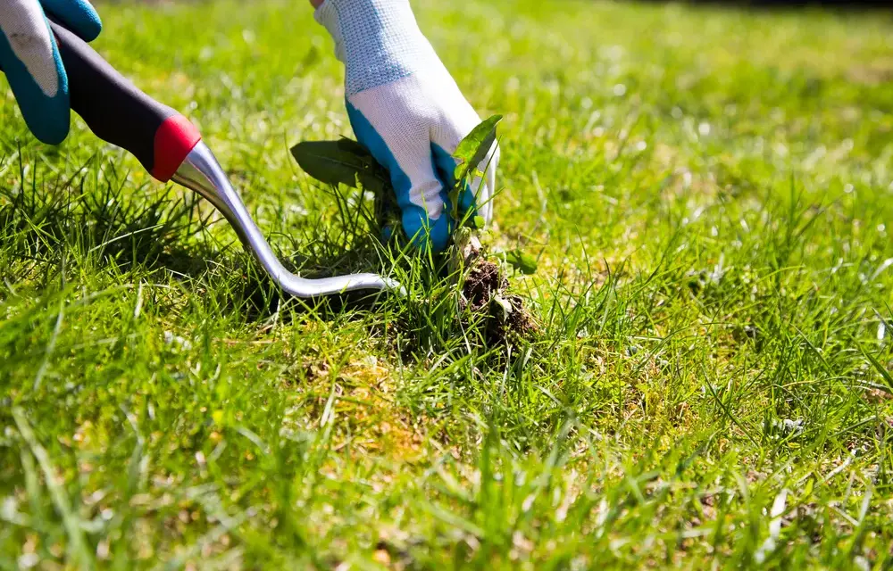 Skuteczne metody na zwalczenie perzu w trawniku bez wysiłku