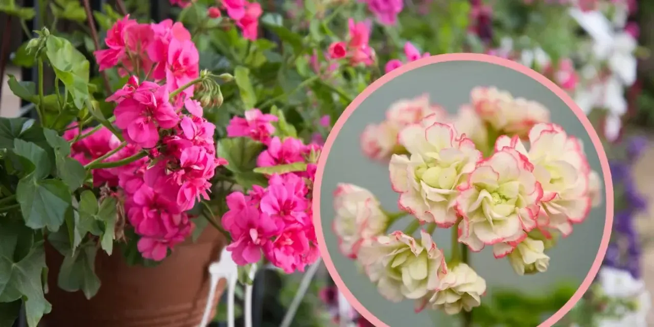Różowa pelargonia rosebud astrid w doniczce, obok zbliżenie na jej kremowo-różowe kwiaty.
