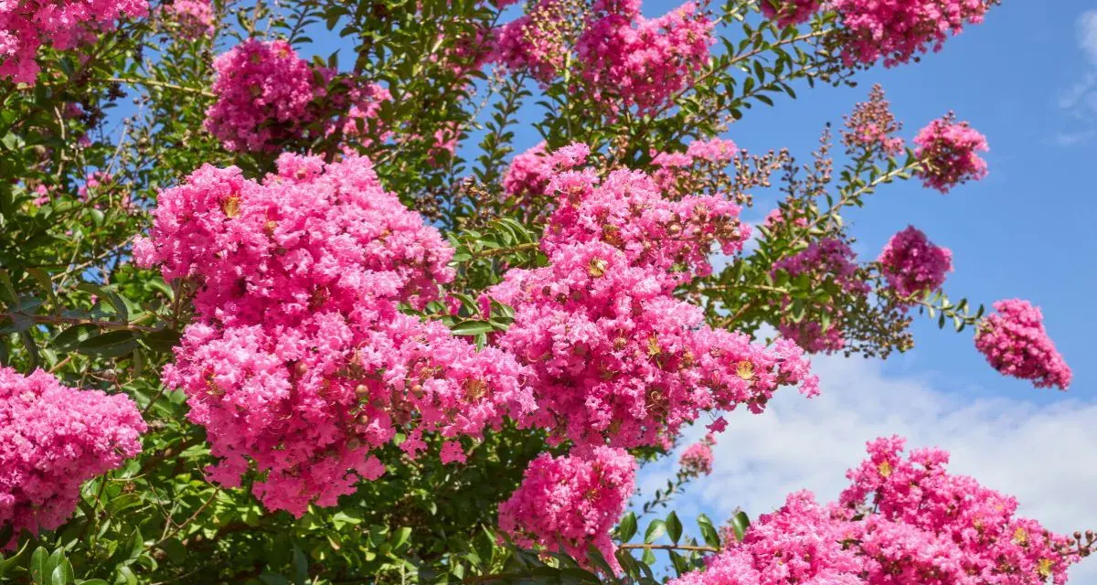 Krzew lagerstroemia w pełnym rozkwicie, z bujnymi, różowymi kwiatostanami na tle błękitnego nieba.