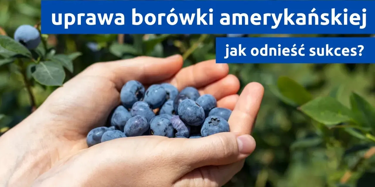 Dłonie pełne borówek amerykańskich, symbol udanej uprawy. Jak osiągnąć sukces w ich hodowli?