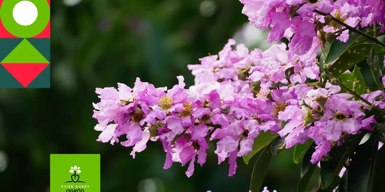 Lagerstroemia indyjska, znana jako najdłużej kwitnący krzew, zachwyca fioletowymi kwiatami.