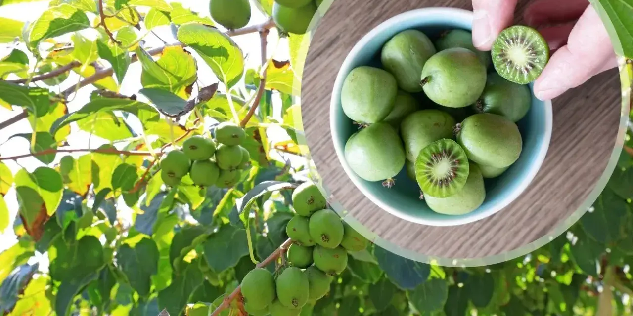 Kiwi drzewo obfituje w małe, zielone owoce. W miseczce widać zebrane kiwi, jedno przekrojone ukazuje czerwone nasionka.