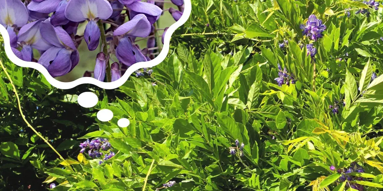 Piękne, fioletowe kwiaty wisterii w chmurce myśli, przypominają o tym, kiedy kwitnie wisteria.