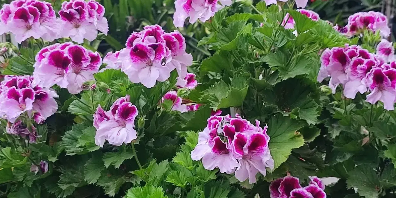 Kwitnące pelargonie, które wyglądają jakby były odżywione domowym nawozem.