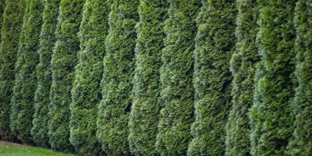 Gęsty żywopłot z zielonych, szybko rosnących odmian tui tworzy naturalną barierę.