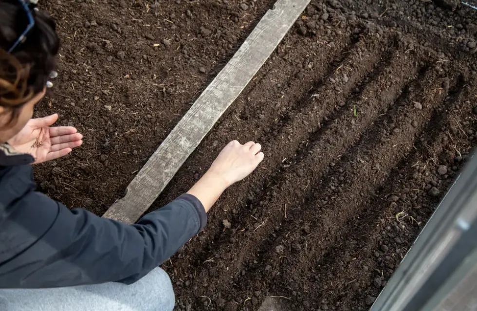 Kiedy siać marchew do gruntu, aby uniknąć nieudanych zbiorów
